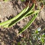  Bauhinia ungulata L.Fruit