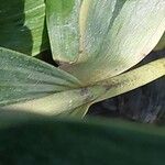 Sobralia powellii Corteza