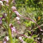 Himantoglossum adriaticum Flower