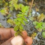 Rotala stagnina Yaprak
