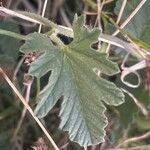 Convolvulus althaeoides Blatt