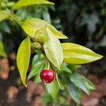 Sarcococca confusa Frucht