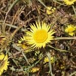 Carlina racemosa Fiore