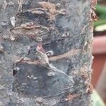Araucaria laubenfelsii Corteza