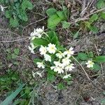 Primula vulgarisFlor