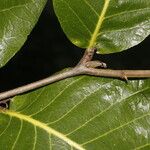 Microdesmia arborea Blatt