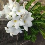 Plumeria pudica ᱵᱟᱦᱟ