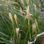 Carex alba Flower