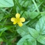 Ranunculus flammula Flower