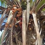 Howea belmoreana Tunda