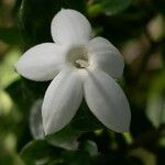 Psychotria bourailensis Blüte