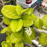 Hoya australis Leaf
