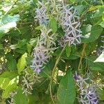 Petrea volubilis Kvet