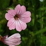 Gypsophila vaccaria Кветка