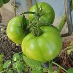 Solanum lycopersicum Fruit