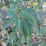 Aristotelia chilensis Fuelha