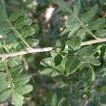 Rhus microphylla Folio