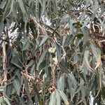 Eucalyptus gomphocephala Flower