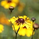 Coreopsis basalis Flower