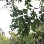 Halleria lucida Hoja