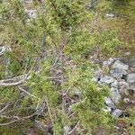 Juniperus brevifolia Buveinė