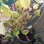 Plectranthus verticillatus Blad