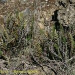 Cosentinia vellea Libunga
