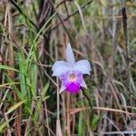 Arundina graminifoliaFlower