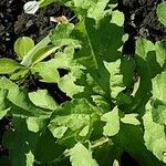 Papaver atlanticum Foglia