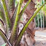 Metroxylon vitiense Bark