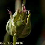 Vaccaria hispanica 果実
