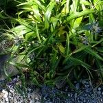 Gentiana walujewii Otro
