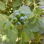 Lantana viburnoides Fruit