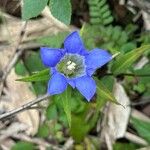 Gentiana scabra फूल