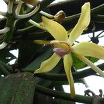 Vanilla africana Flower
