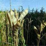 Lupinus angustifolius Fruit