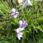 Viola palustris Vekstform