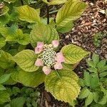 Hydrangea macrophyllaപുഷ്പം