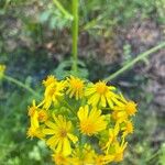Packera glabella 花