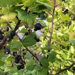 Ribes nigrum Плід