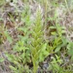 Gastridium ventricosum Flower