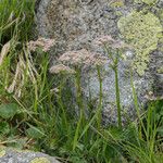 Mutellina adonidifolia 花