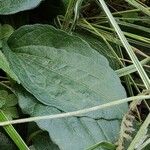 Rudbeckia fulgida Fuelha