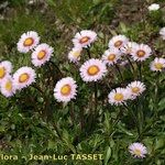 Erigeron neglectus Yeri