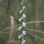 Spiranthes vernalis Flower