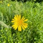 Tragopogon pratensisFloare