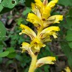 Orobanche flava Flower