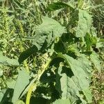 Atriplex rosea Kvet