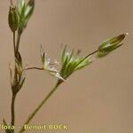 Minuartia mediterranea