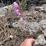 Gladiolus hirsutus Virág